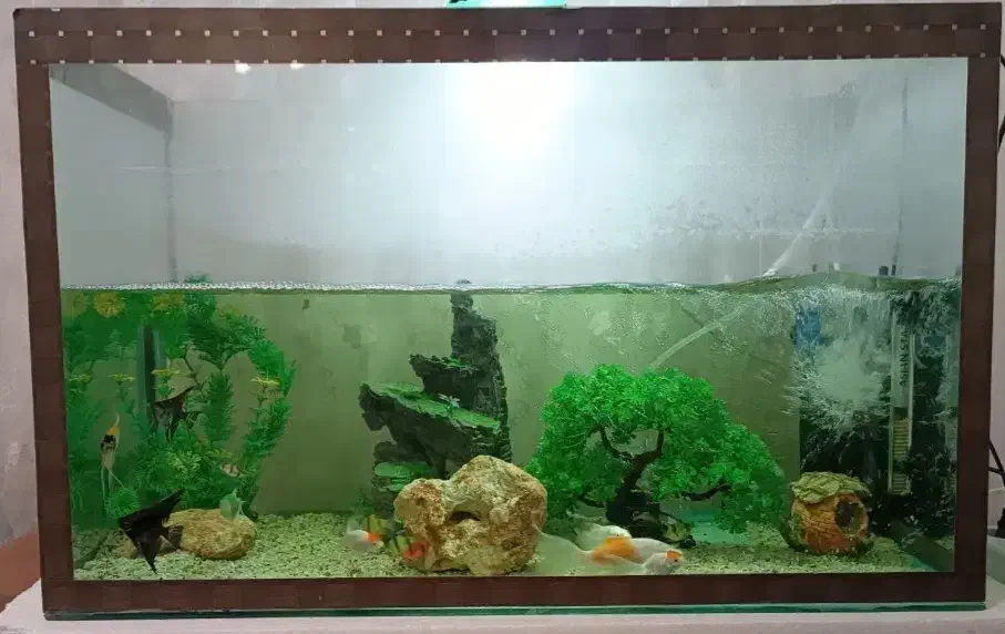 آکواریوم|ماهی|محمدیه-قزوین, |دیوار