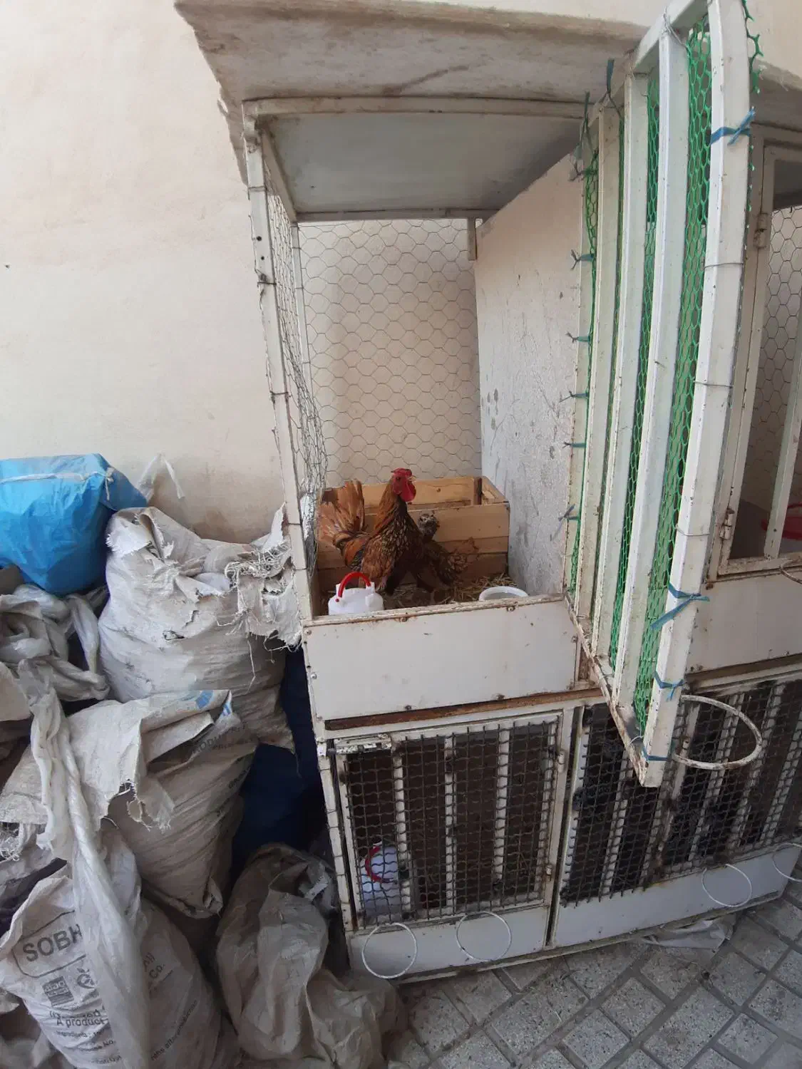 مرغ وخروس سبرایت گلد|حیوانات مزرعه|محمدشهر, زیبادشت|دیوار