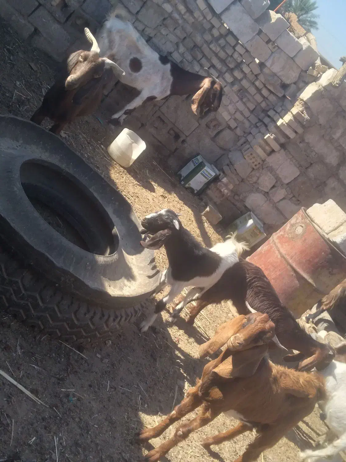 ابادان|حیوانات مزرعه|خرمشهر, |دیوار