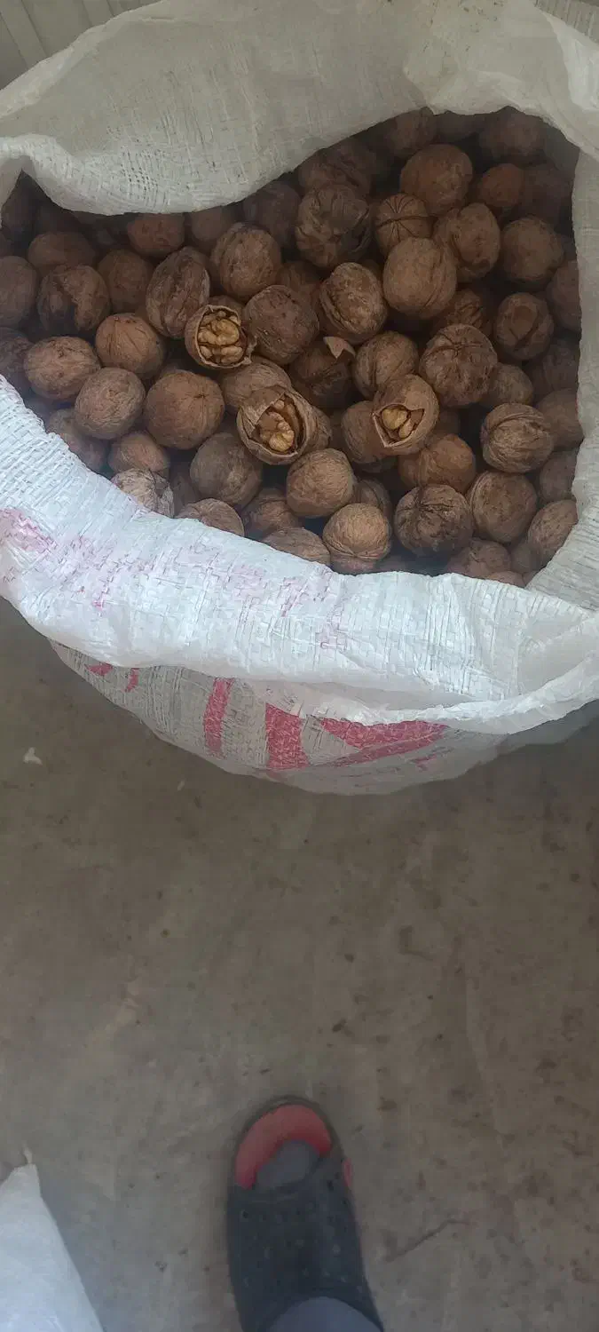 فروش گردو|خوردنی و آشامیدنی|مرند, |دیوار