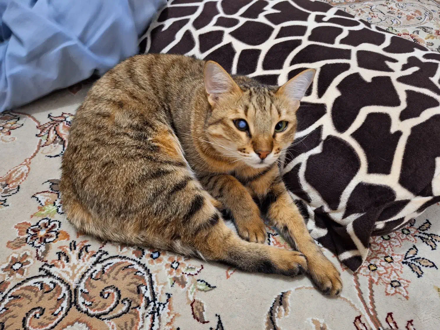 گربه گمشده بابلسر|حیوانات|بابلسر, |دیوار