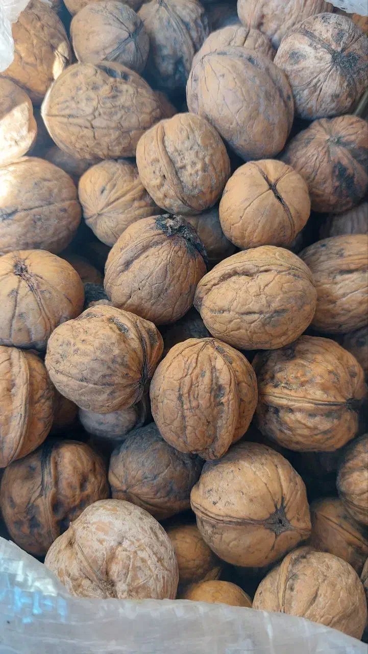 گردوی پرچرب تویسرکان تازه و اعلا|خوردنی و آشامیدنی|تهران, امیریه|دیوار