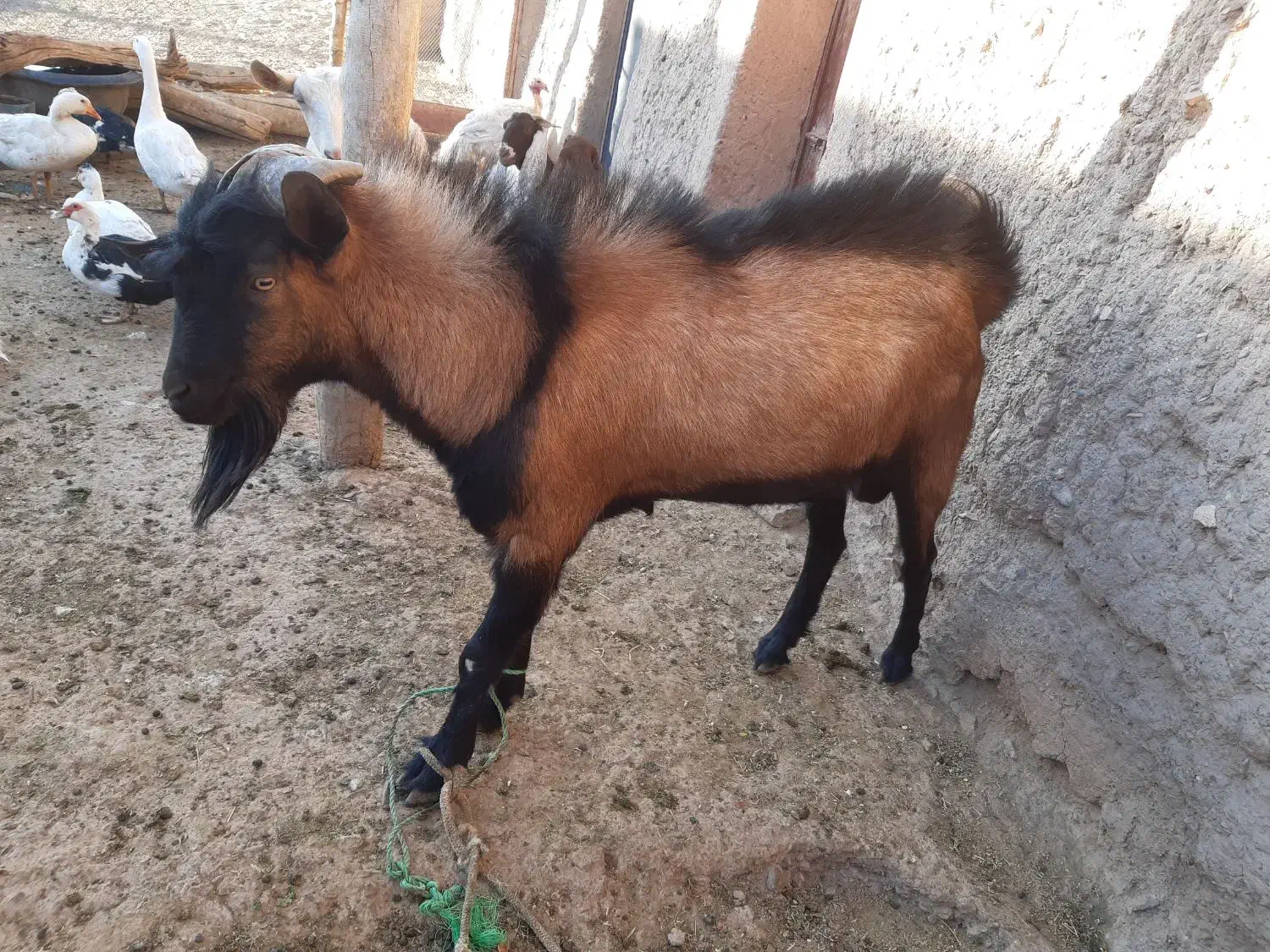 بزسانن و آلپاین|حیوانات مزرعه|تربت‌حیدریه, بازار|دیوار