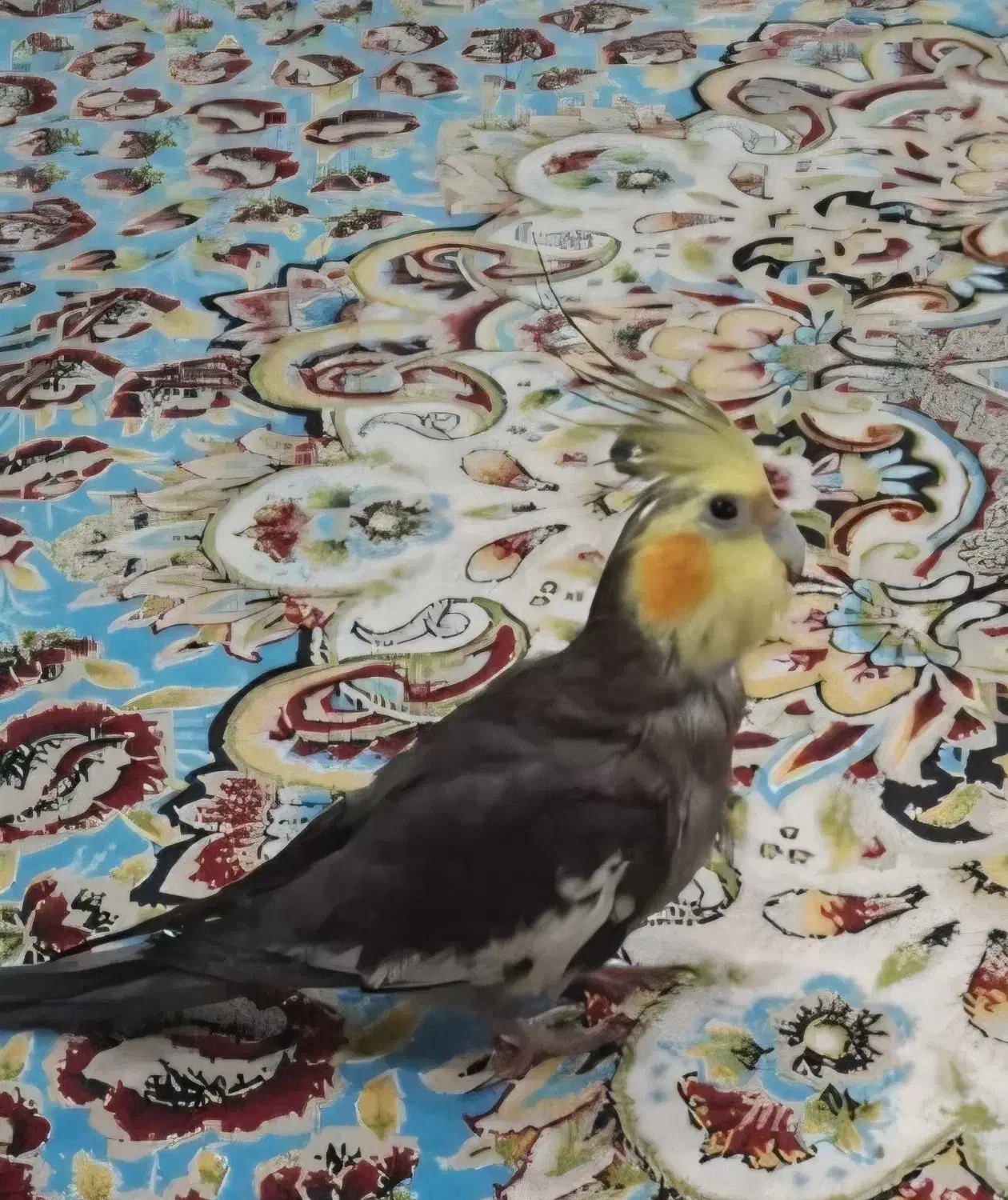 گمشده|حیوانات|اصفهان, خلیل آباد|دیوار