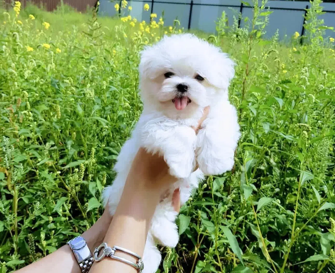 سگ نژاد مالتیز|سگ|بابل, |دیوار