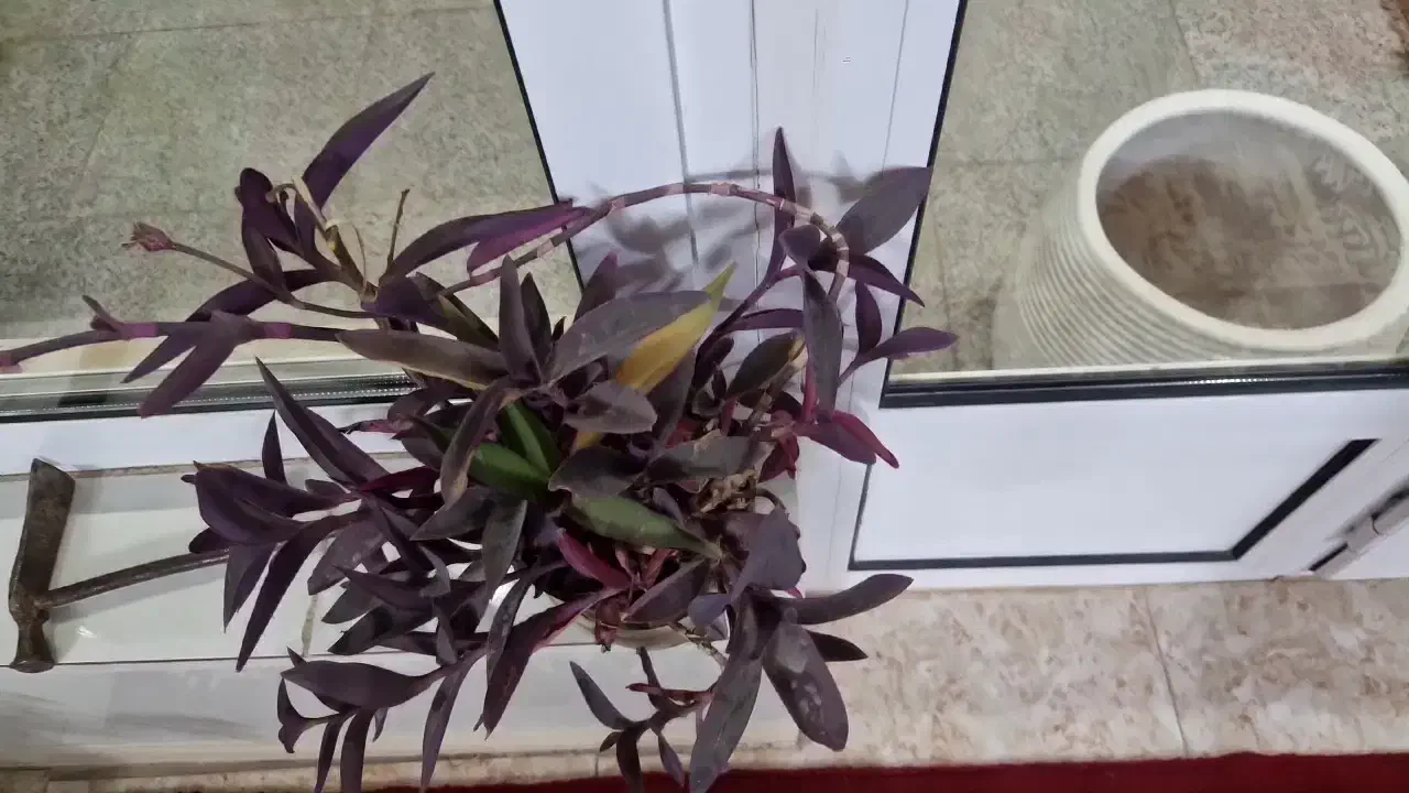 گلهای خانگی|گل و گیاه طبیعی|خمینی‌شهر, |دیوار