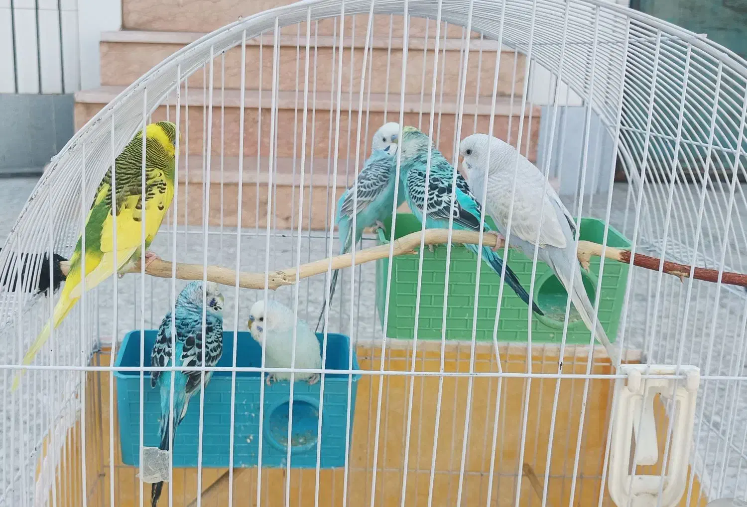 تعدادی مرغ عشق|پرنده|برازجان, |دیوار