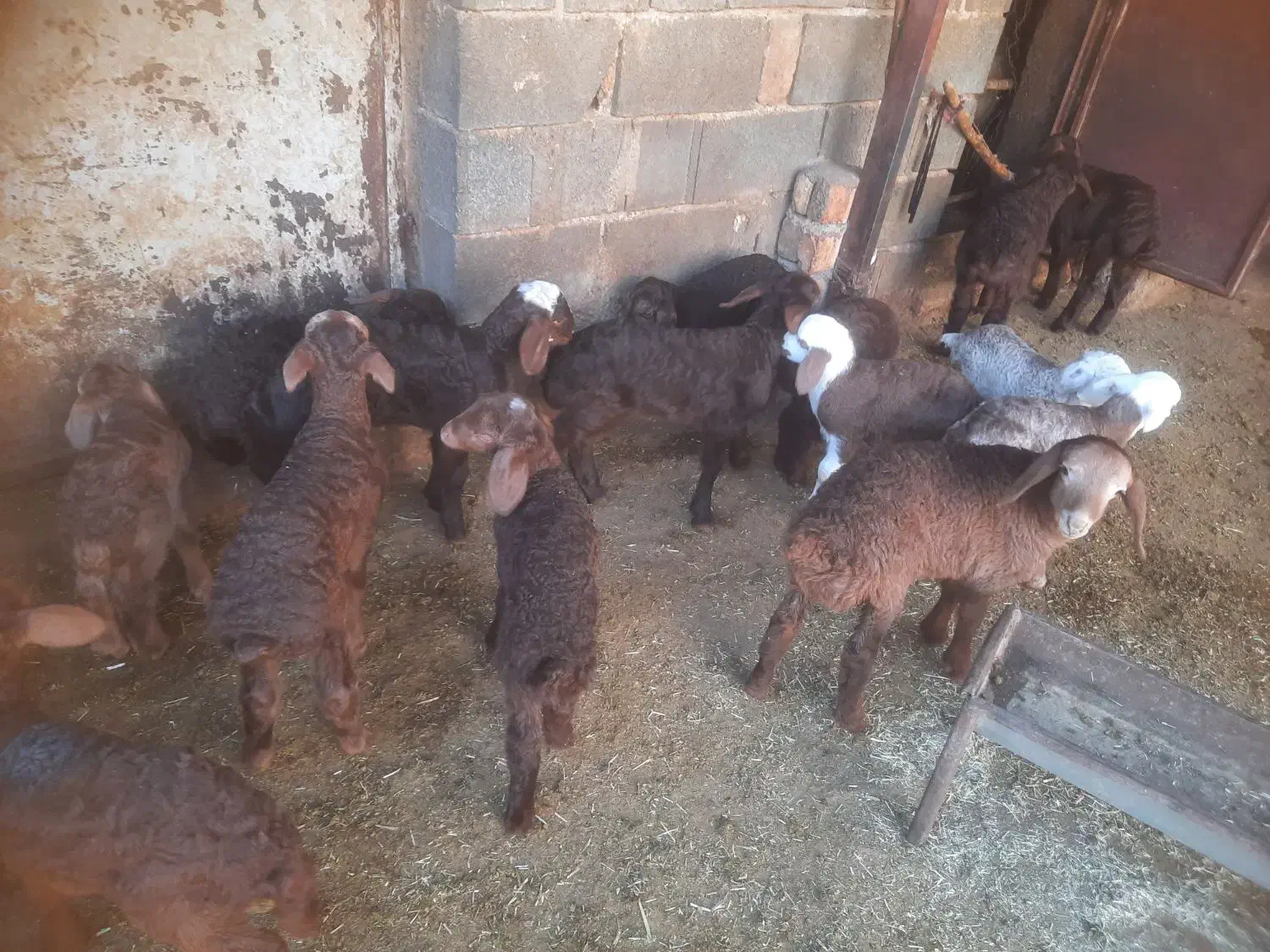 گوسفند میش بره|حیوانات مزرعه|بیستون, |دیوار