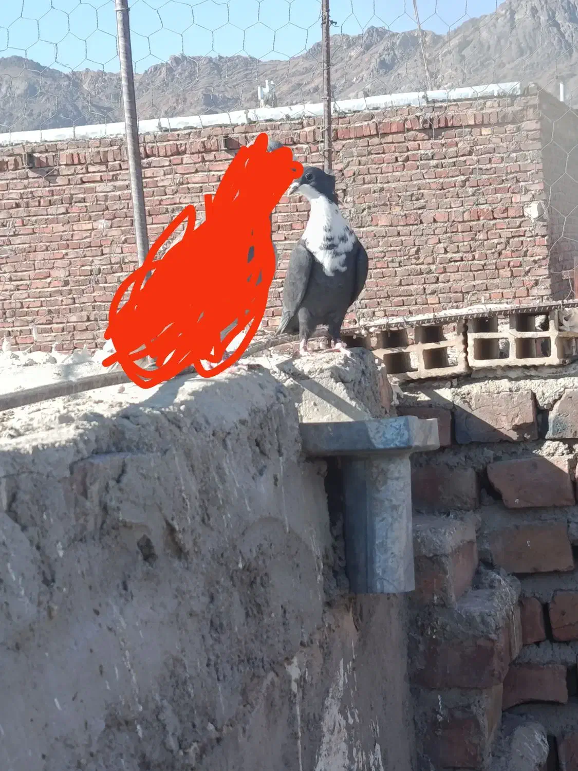 سه تا ماده ریش کاکل|پرنده|خاش, |دیوار