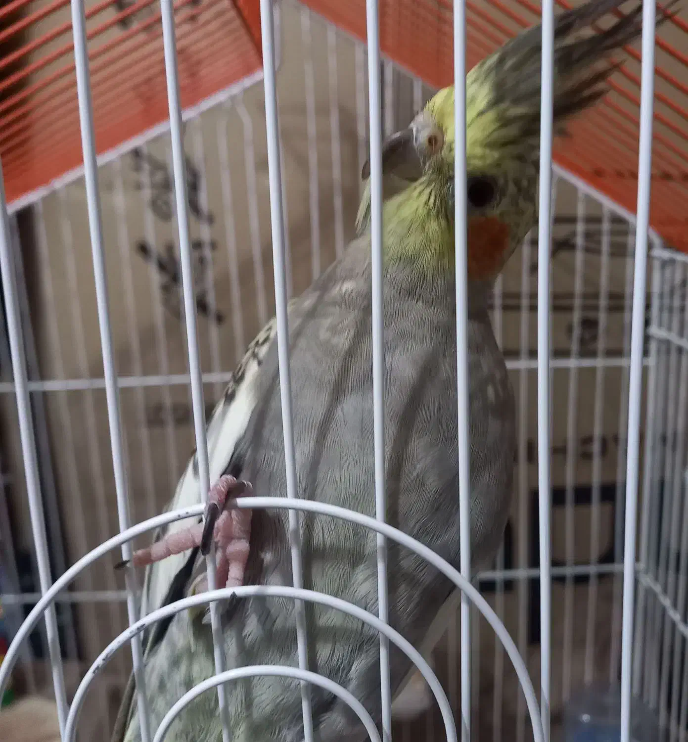 عروس هلندی نر و ماده|پرنده|تبریز, |دیوار