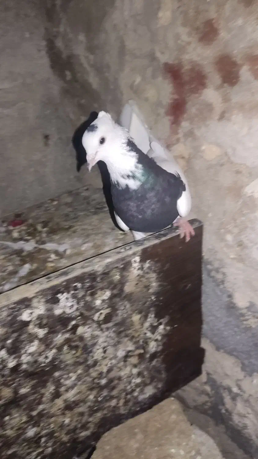 کبوتر طوقی|پرنده|مهر, |دیوار