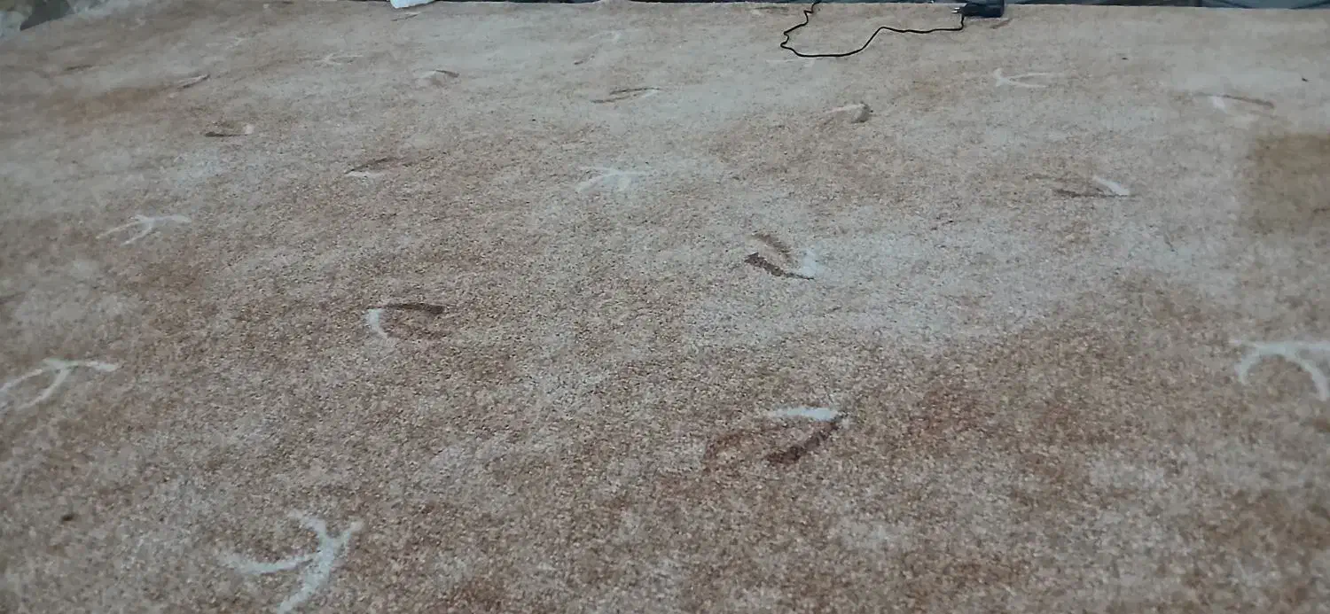 پالاز|فرش|دهدشت, |دیوار