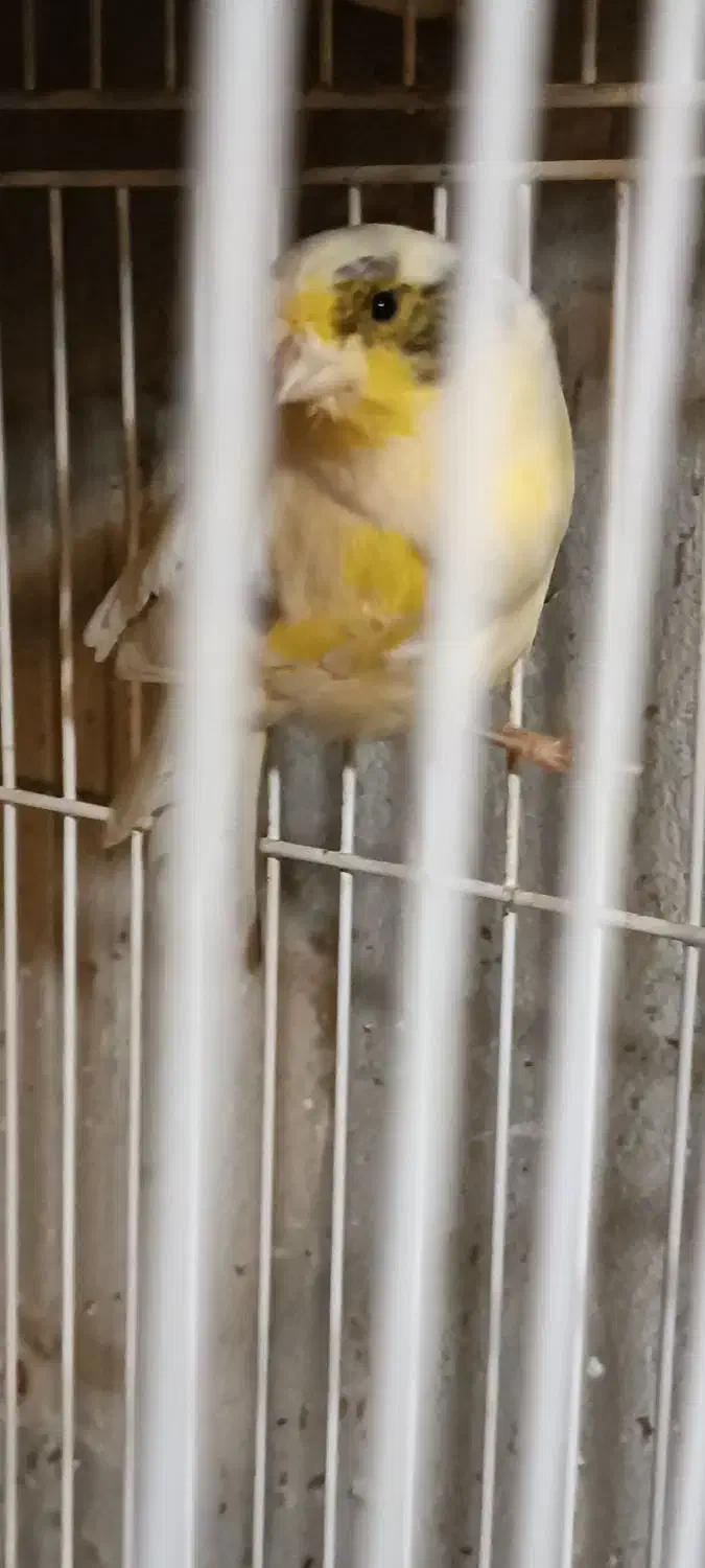 قناری و طوطی کوتوله|پرنده|مشهد, امامیه (شهرک غرب)|دیوار