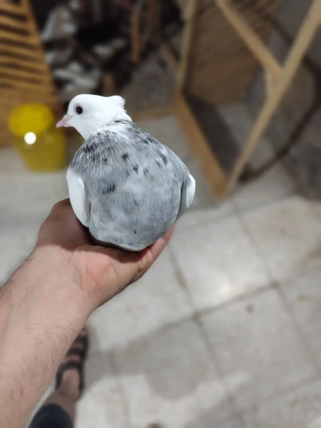 طوقی ماده|پرنده|خان ببین, |دیوار