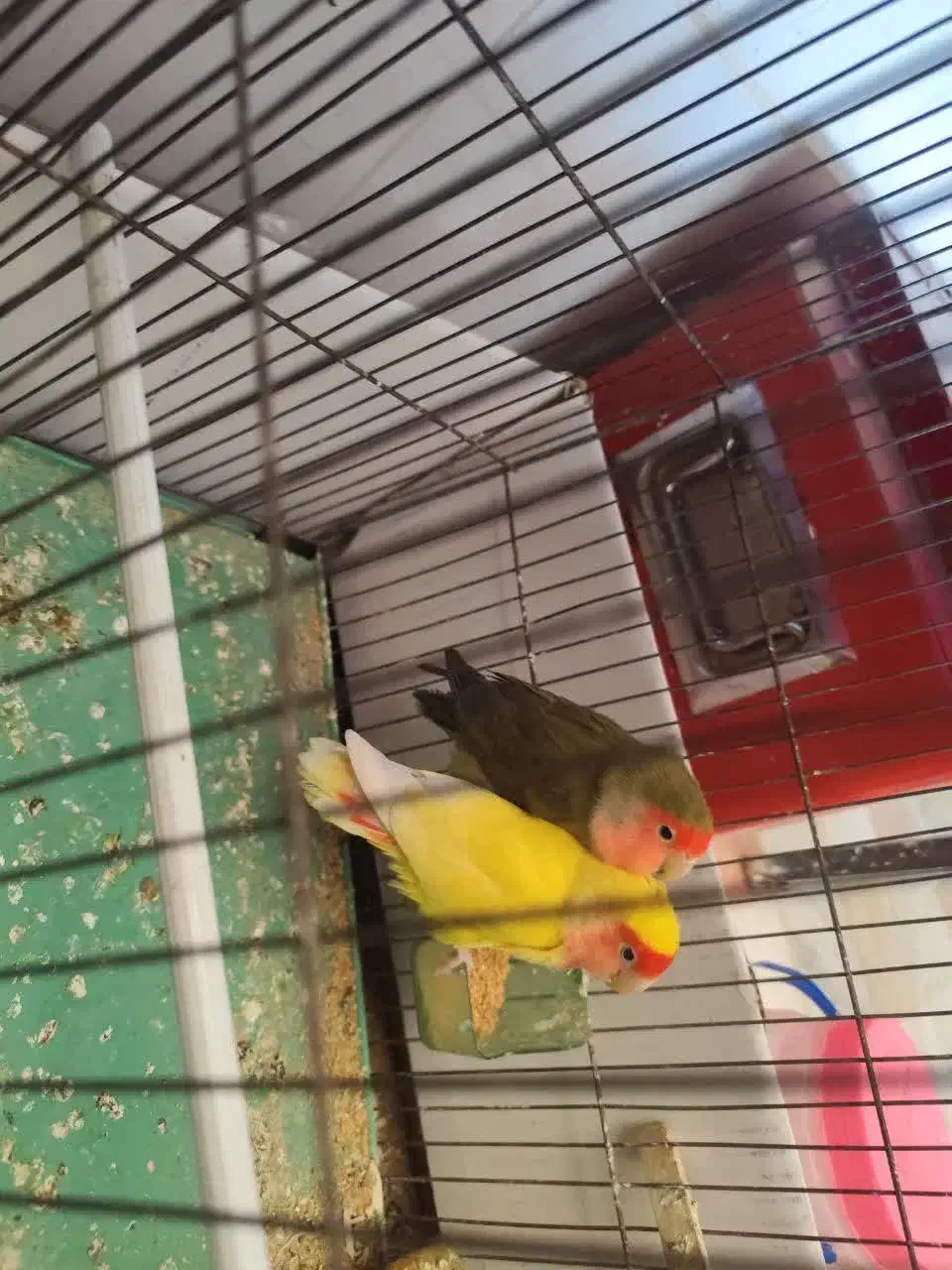 کوتوله برزیلی جفت|پرنده|قم, زنبیل آباد|دیوار