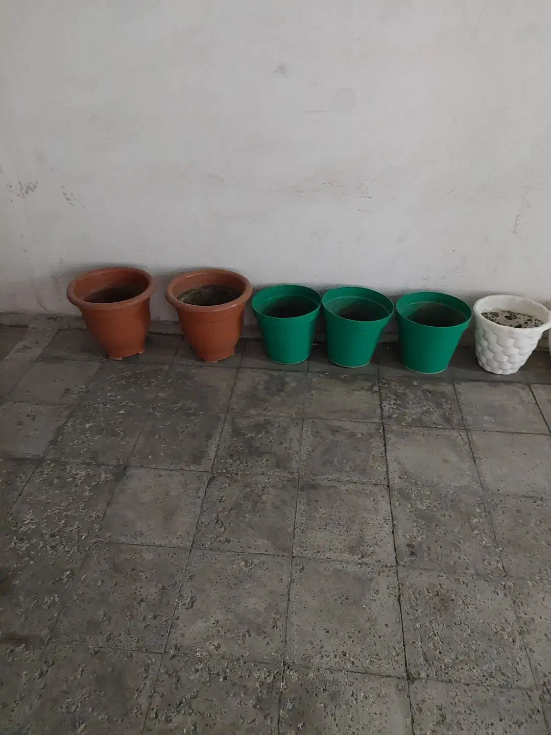 گلدان بزرگ متوسط کوچک|گل و گیاه طبیعی|تهران, بهداشت|دیوار