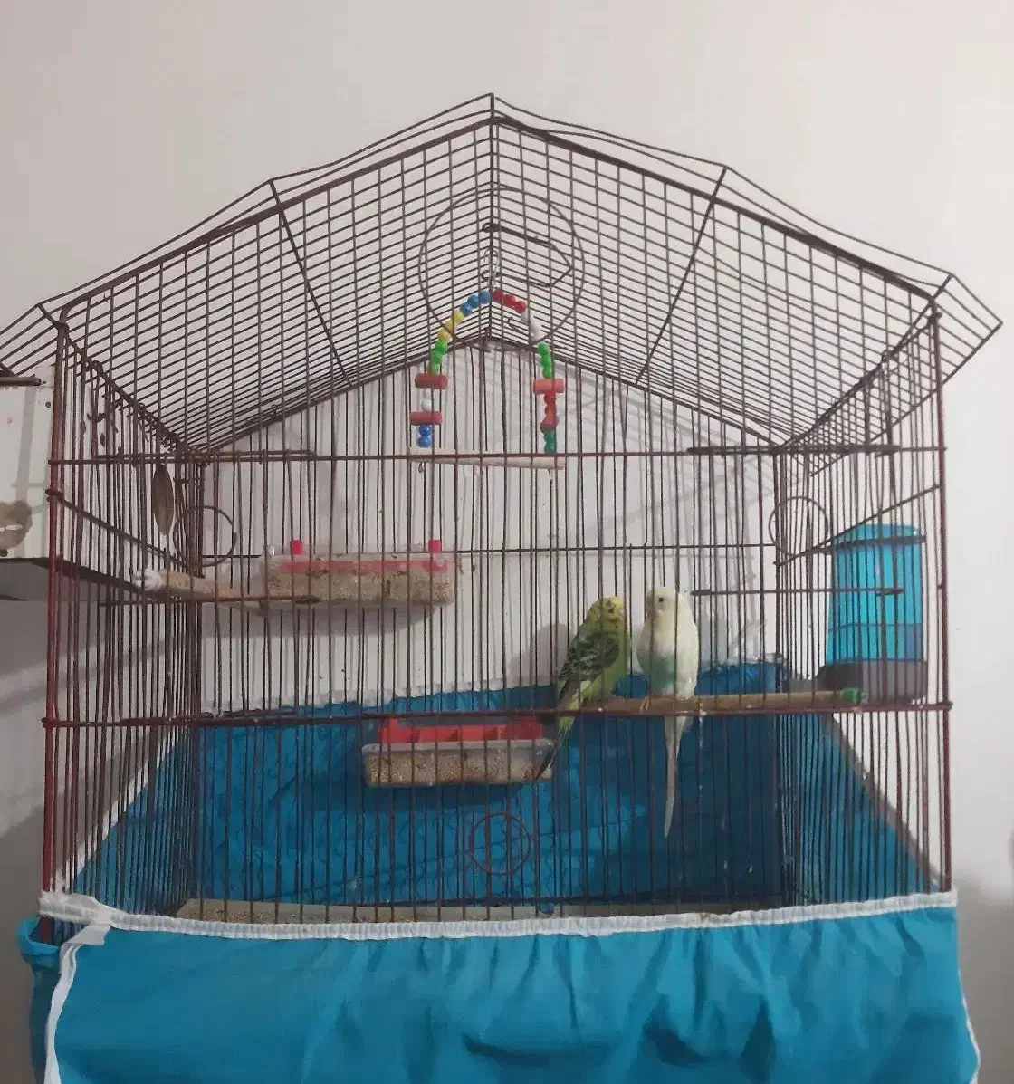 مرغ عشق|پرنده|بندر امام خمینی, |دیوار