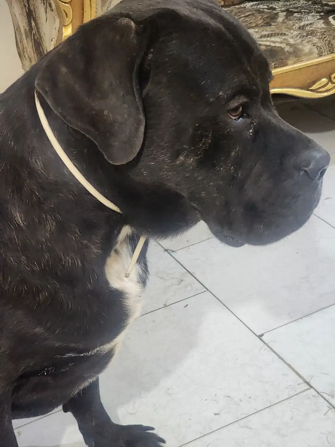 cancorso|سگ|تهران, اوقاف|دیوار