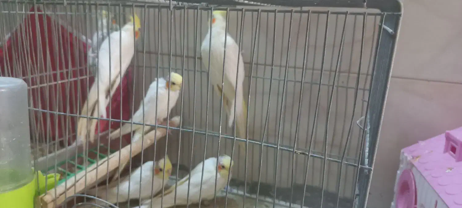 عروس هلندی|پرنده|برخوار, |دیوار