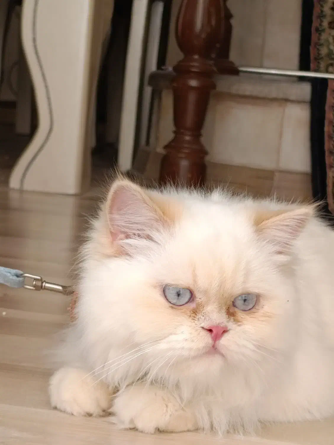 گربه پرشین|گربه|ارومیه, |دیوار