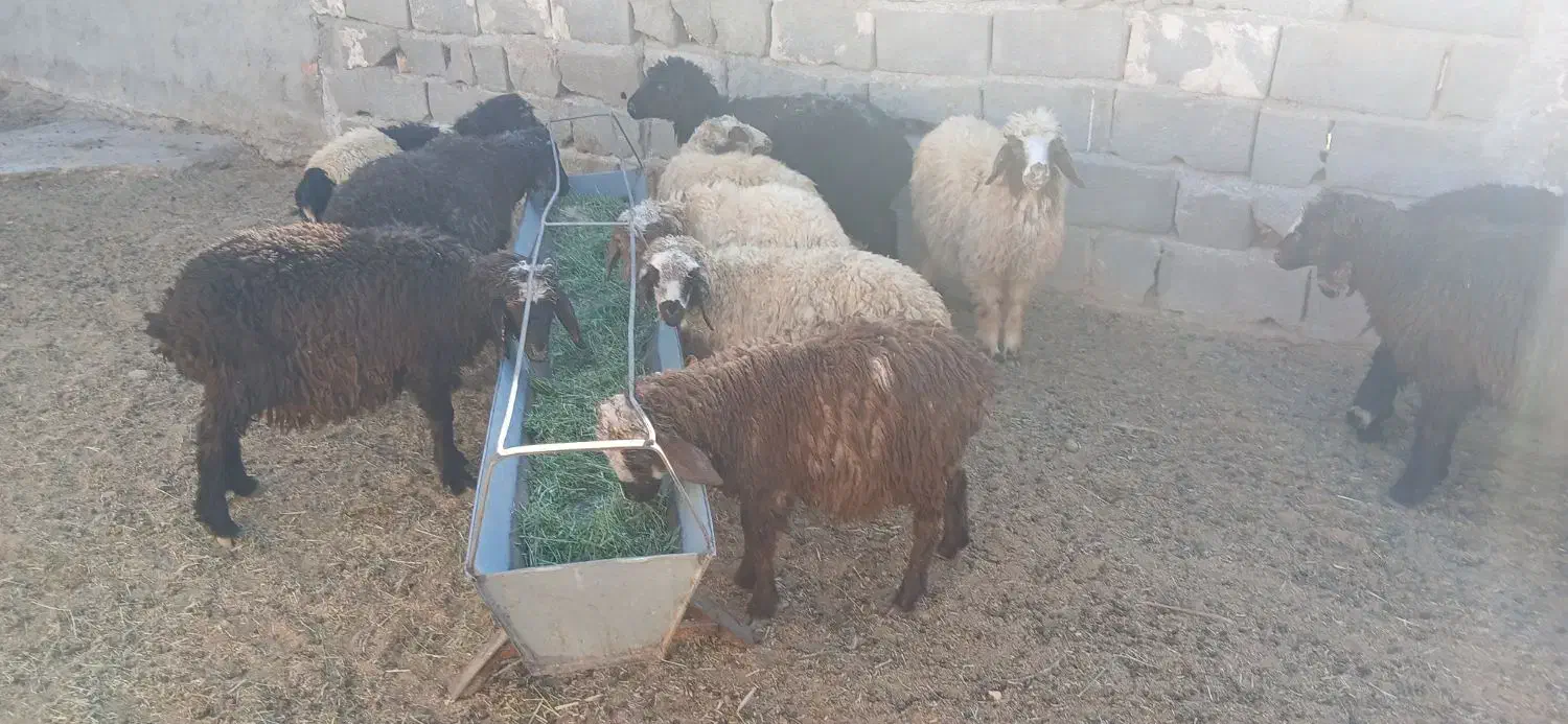 بره  نر سبک سبک|حیوانات مزرعه|مهریز, |دیوار