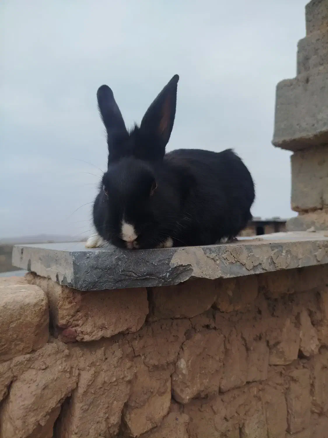 خرگوش|موش و خرگوش|قائن, |دیوار