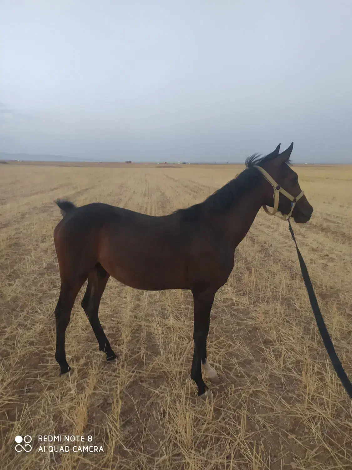 کره اسب نریان کرد. عشق بازش باشی از فیلم میفهمی|اسب و تجهیزات اسب‌سواری|فامنین, |دیوار