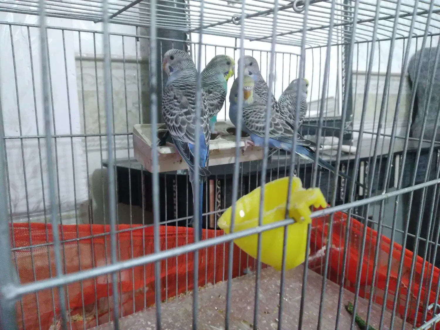 مرغ عشق فروشی|پرنده|رفسنجان, |دیوار