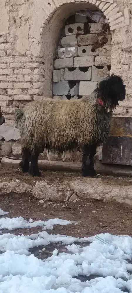 نرمیش|حیوانات مزرعه|فارسان, |دیوار