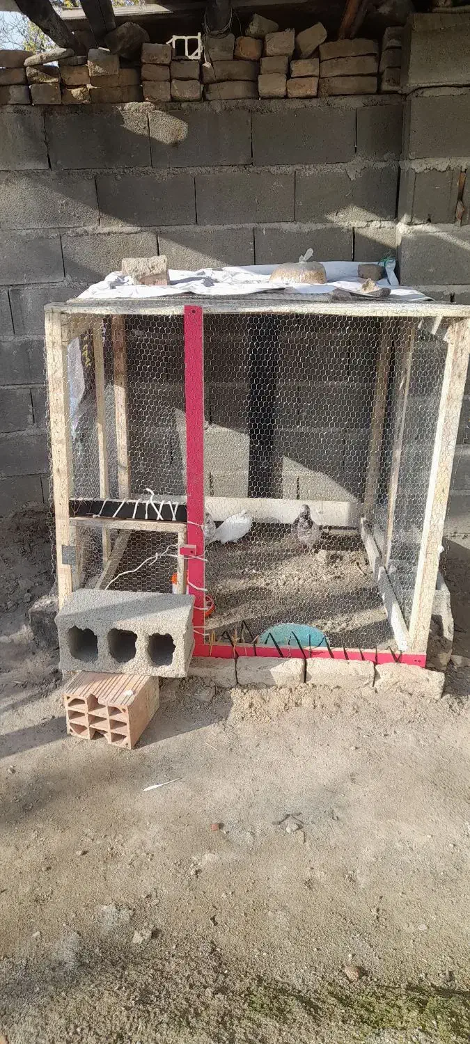 کلو حیوان|لوازم جانبی حیوانات|گرگان, |دیوار