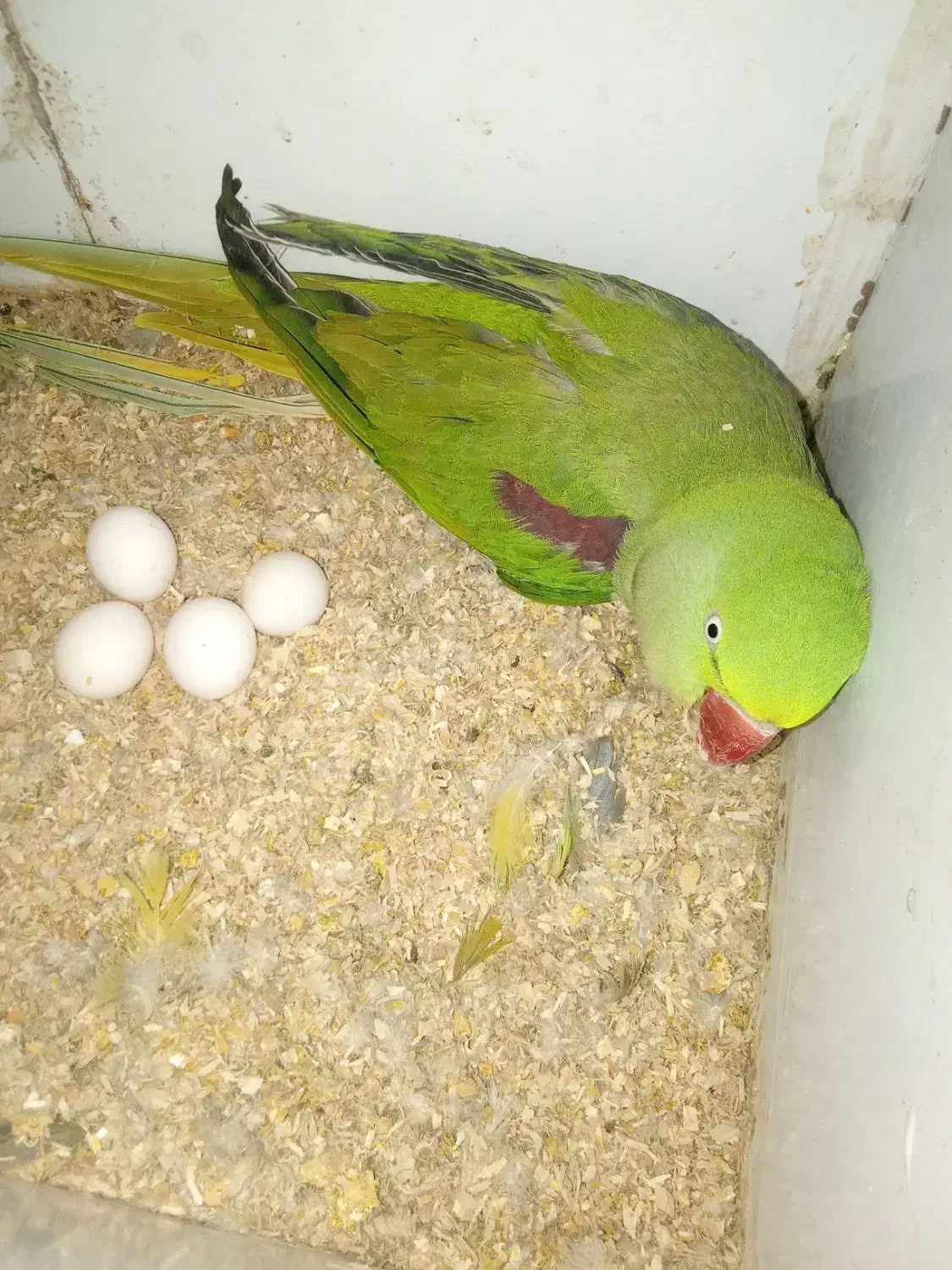 فروش جوجه ملنگو، گرینچیک و جفت شاهطوطی مولد|پرنده|رفسنجان, |دیوار