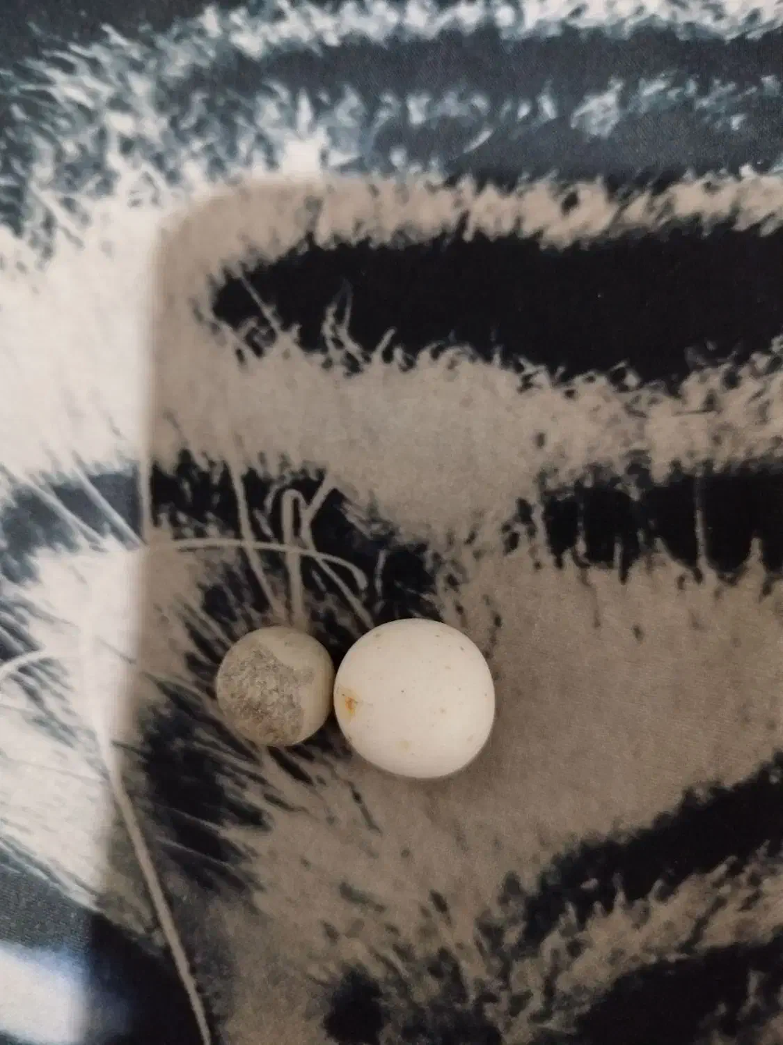 مهر اسیاب نر و ماده|جواهرات|اهواز, کمپلو جنوبی|دیوار