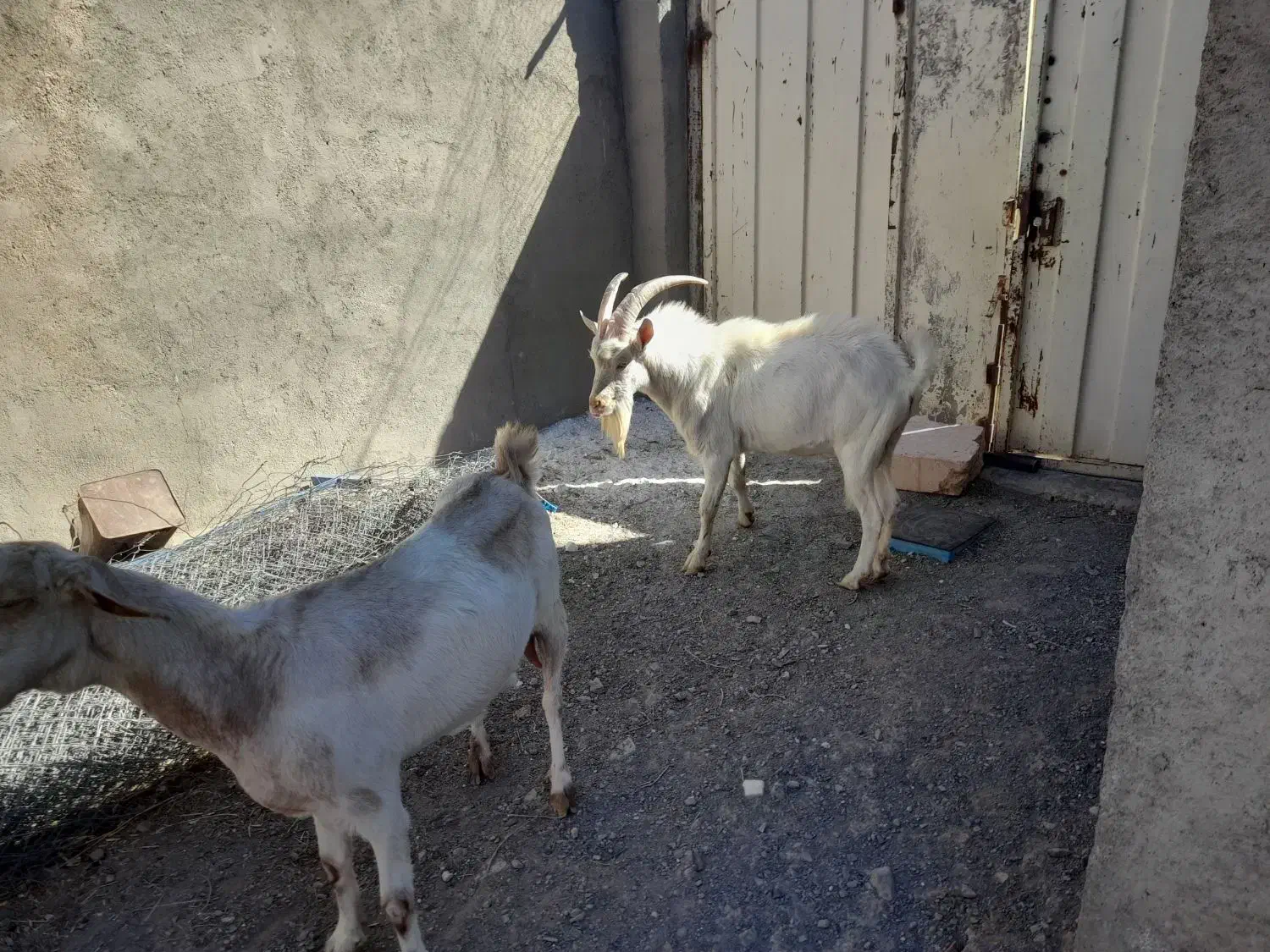 نربز سانن اصل|حیوانات مزرعه|بجستان, |دیوار