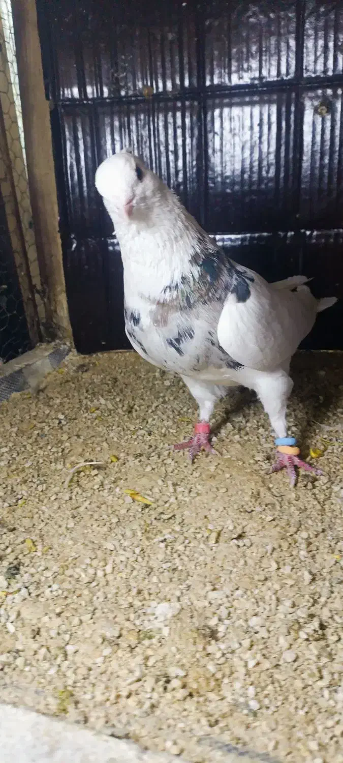 طوقی  معاوضه با تهرانی|پرنده|سرپل ذهاب, |دیوار