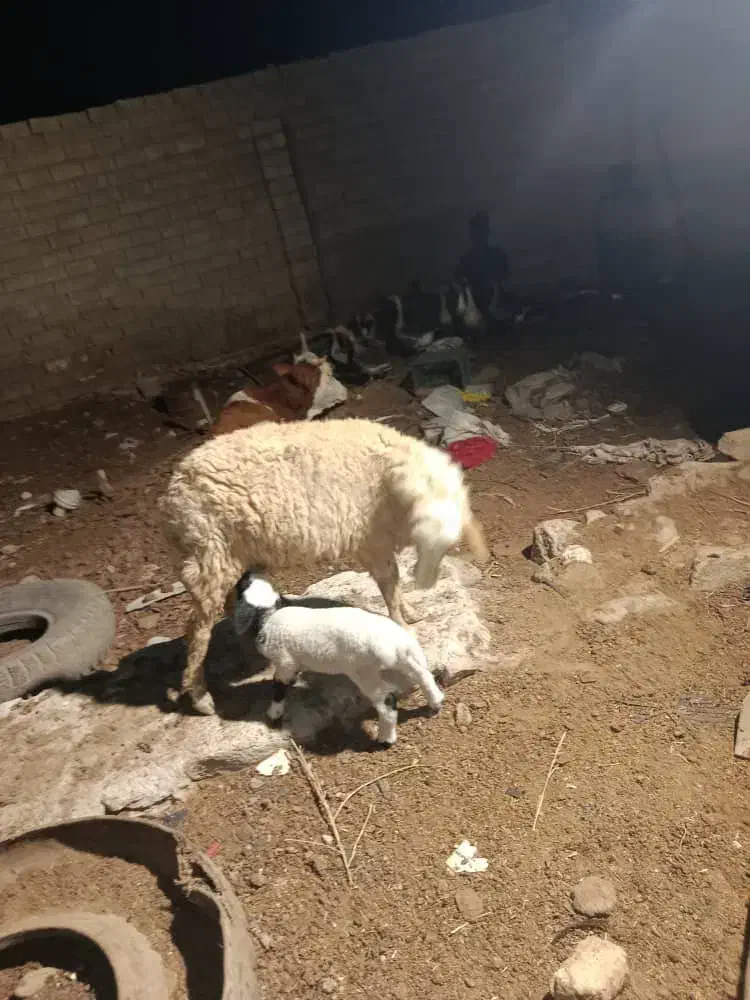 گوسفند با بره نر درجه یک|حیوانات مزرعه|کارون, |دیوار