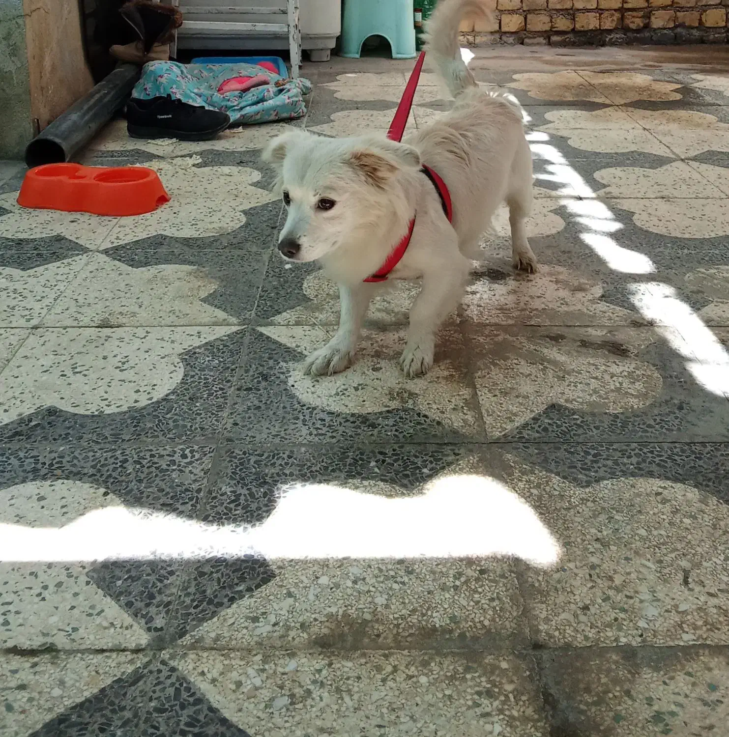 اشپیتز ماده|سگ|شیراز, شهرک کوشکک|دیوار