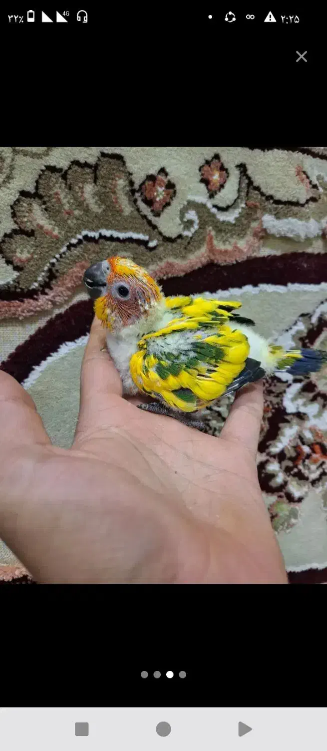 طوطی خورشیدی پشت زرد|پرنده|سنندج, |دیوار