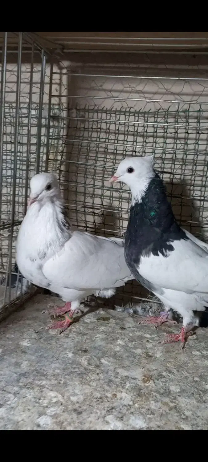 کبوتر طوقی|پرنده|شهریار, شهرک شاهد|دیوار