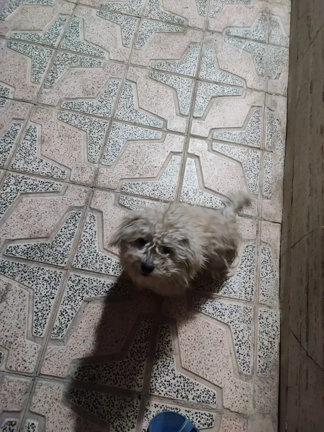 واگذاری پاپی یا معاوضه با عروس هلندی|سگ|ابریشم, |دیوار