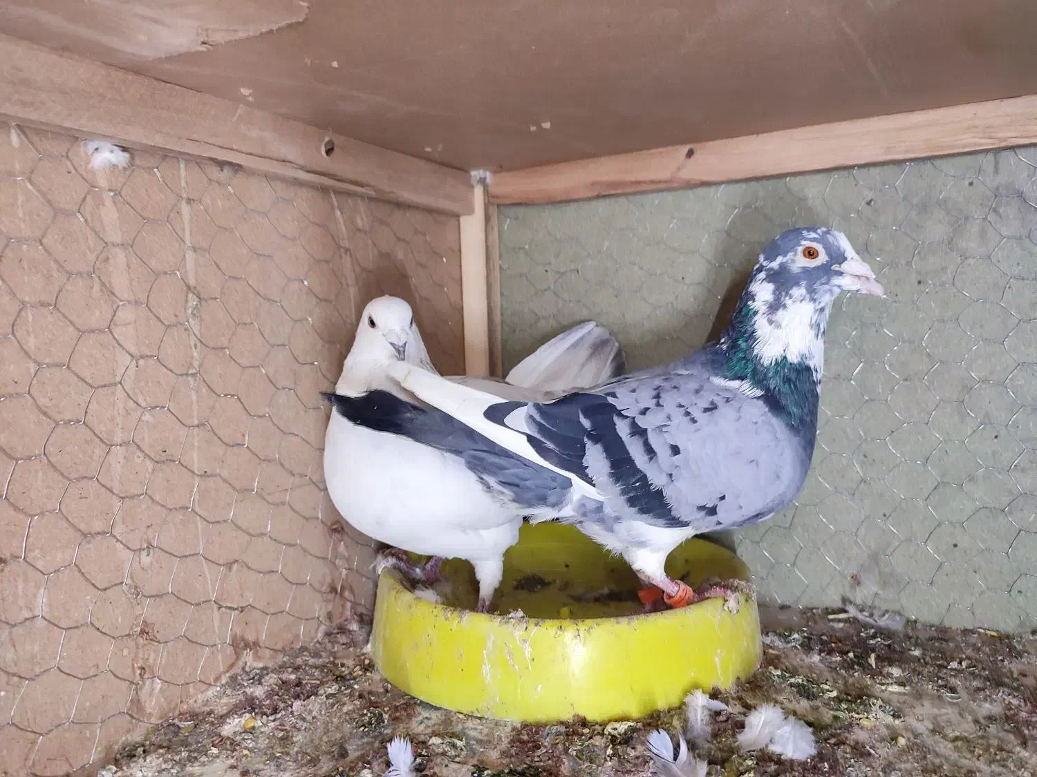 پلاکی زاجر مسافتی ،باهم جفتی800|پرنده|حمیدیا, |دیوار