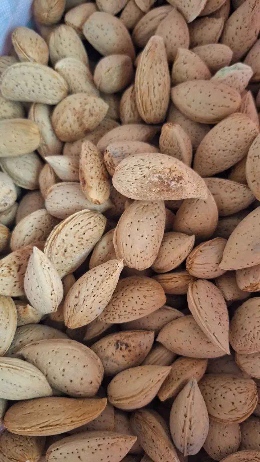 بادام سنگی|خوردنی و آشامیدنی|مشکین‌دشت, |دیوار