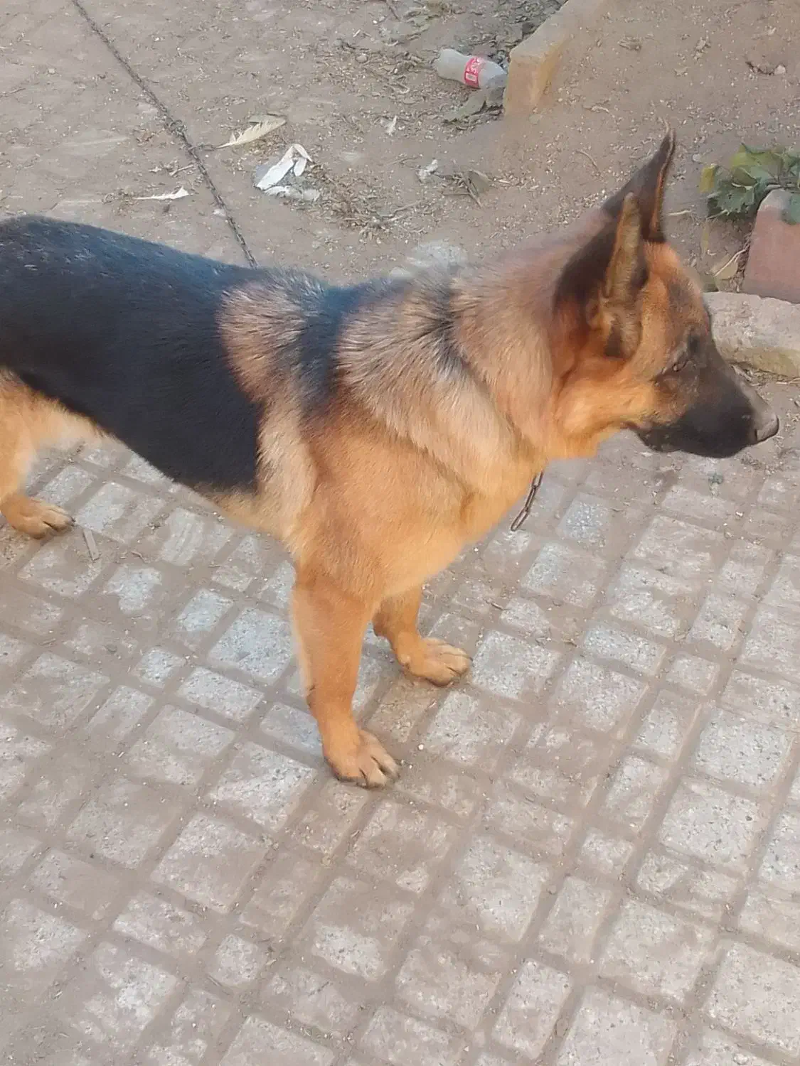 ژرمن شپرد|سگ|مشهد, اقبال|دیوار