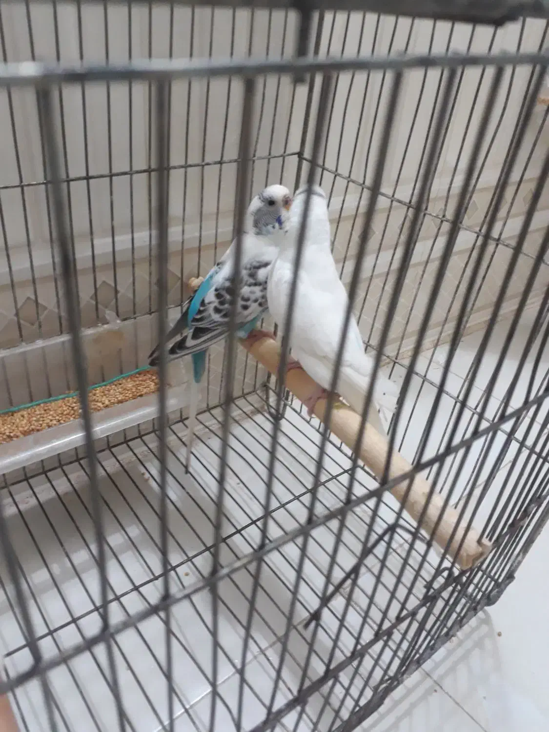 کفترمعاوضه|پرنده|کرج, محمد آباد|دیوار