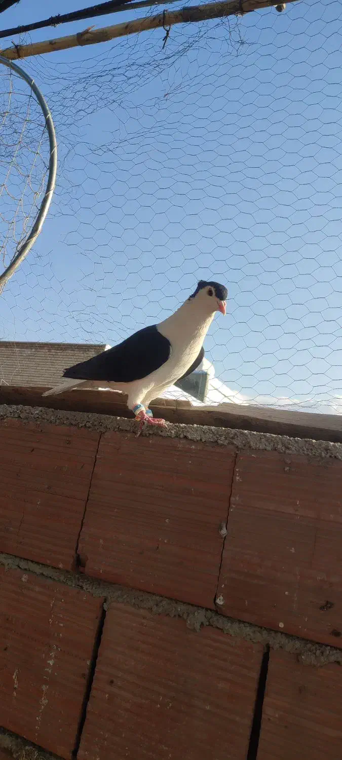 کفتر|پرنده|نگین شهر, |دیوار