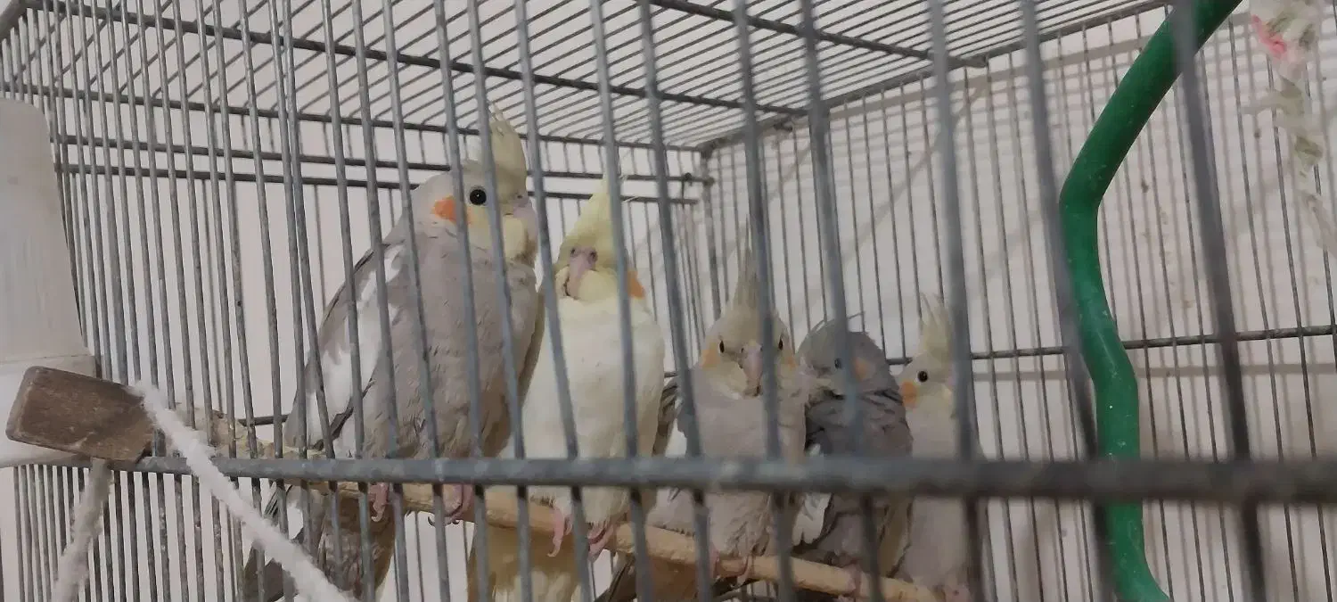 عروس هلندی خوشگل|پرنده|مشهد, مشکینی (شهرک غرب)|دیوار