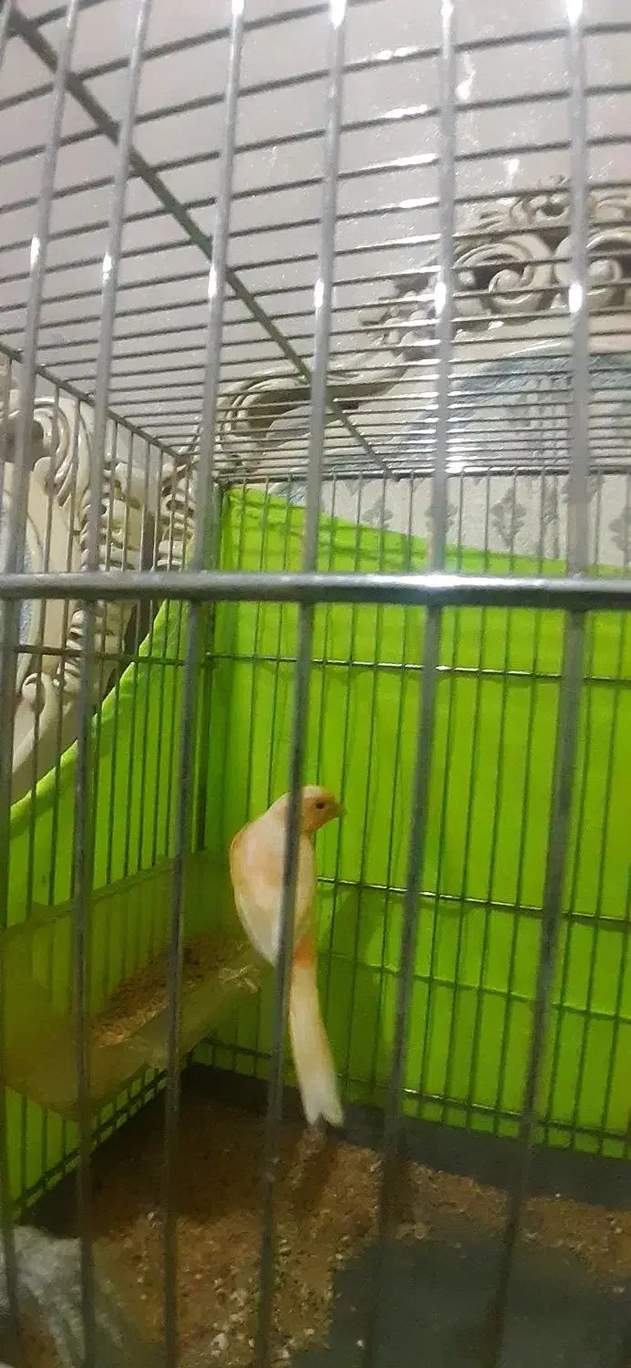 قناری|پرنده|شهر ری, شهرری|دیوار