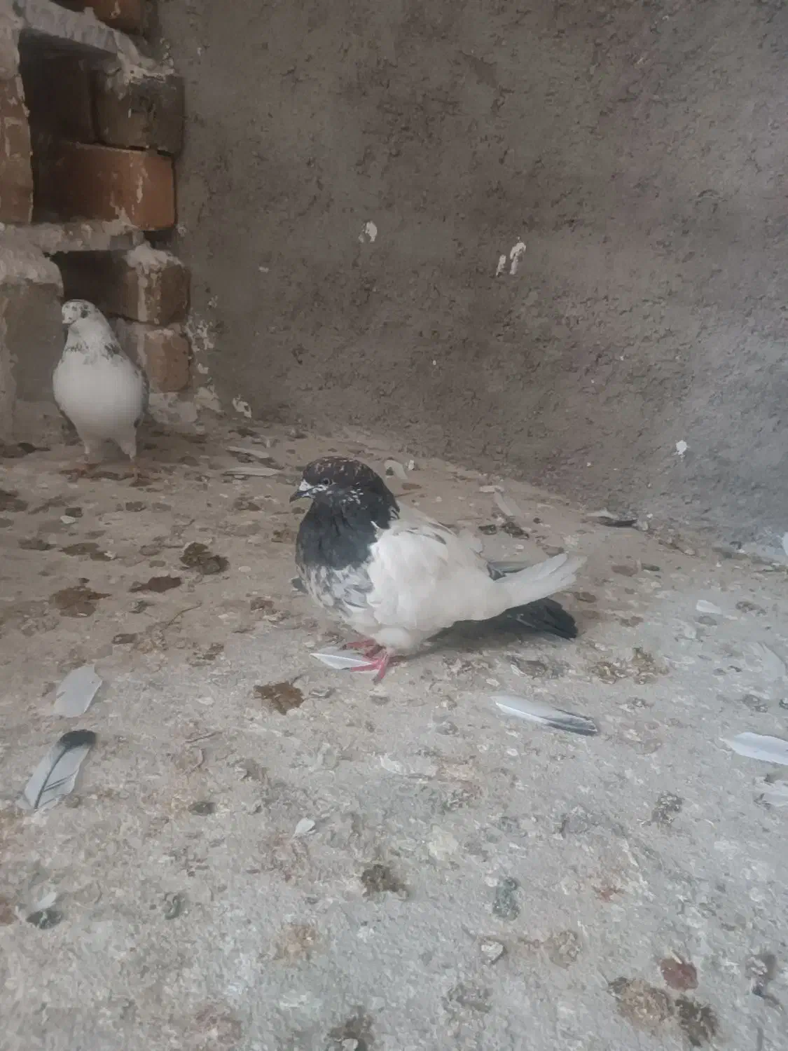 پرنده ماده قیچی|حیوانات|بروجرد, |دیوار