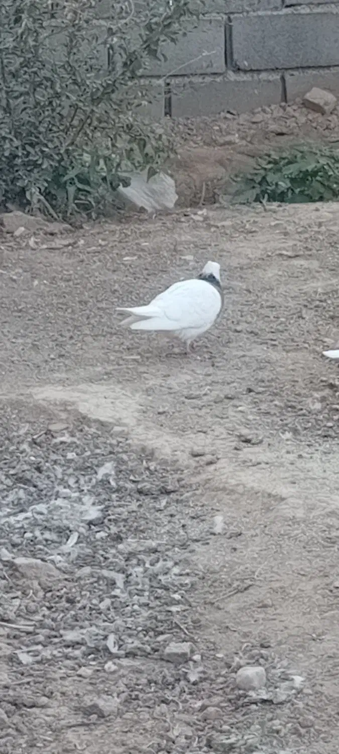 طوقی فروشی|پرنده|شاهرود, |دیوار