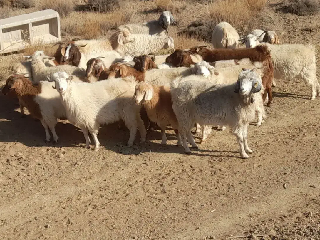 ۱۸ راس بز و گیسه آبستن کورکی راینی|حیوانات مزرعه|کرمان, |دیوار