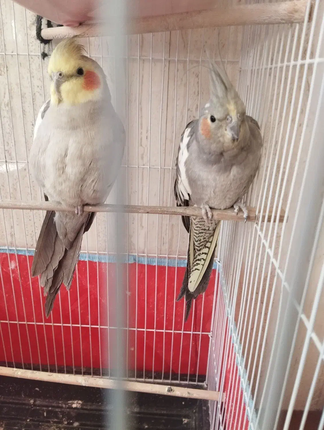 عروس هلندی|پرنده|بلداجی, |دیوار